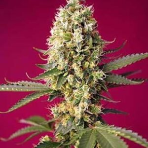 skywalker-og-runtz-xl-auto Skywalker OG Runtz XL Auto