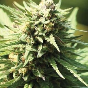 Slightly Stoopid Fruits
