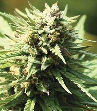 Slightly Stoopid Fruits