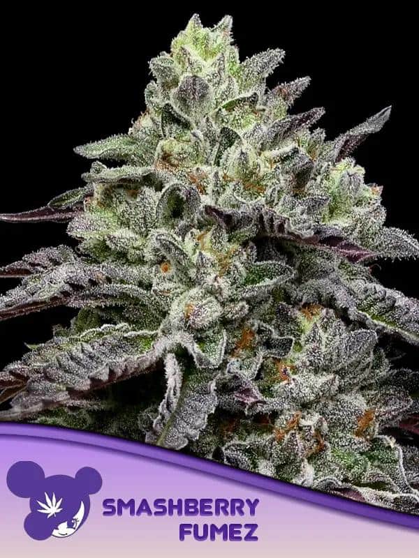 Smashberry Fumez