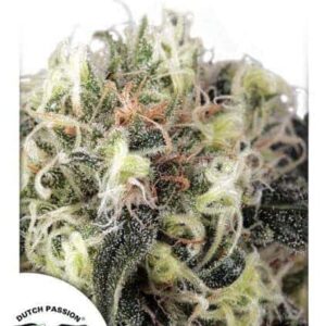 SnowBud