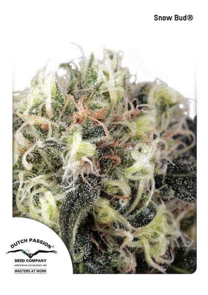 SnowBud