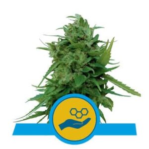 Solomatic CBD Auto