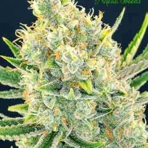 Sour Apple