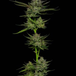 Sour Apple Auto