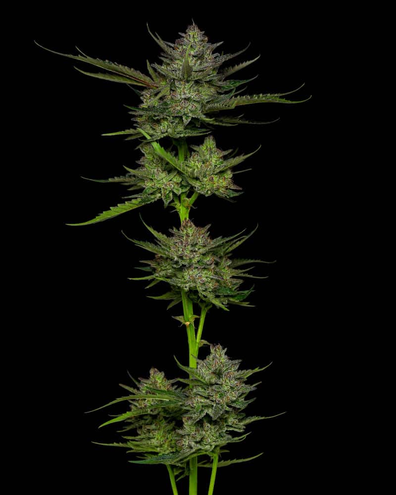 Sour Apple Auto