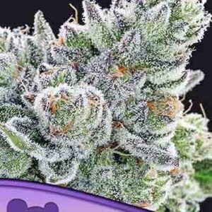 Sour Betty