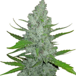 Sour Diesel Auto