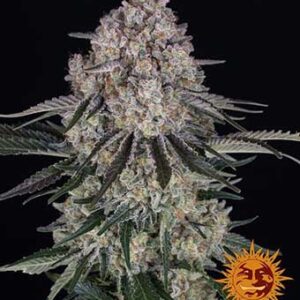 Sour Diesel Auto von Barney’s Farm