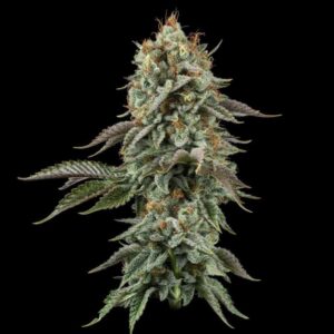 sour-diesel-seedsman Sour Diesel Seedsman