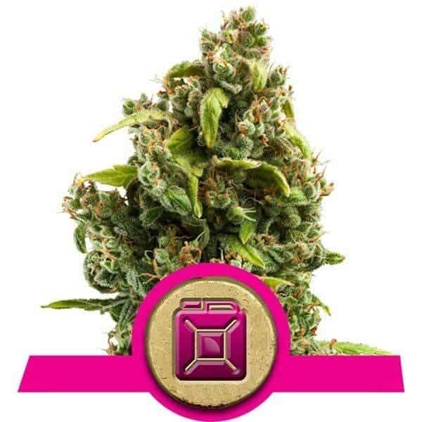 Sour Diesel