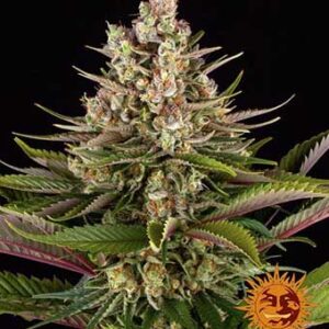 Sour Strawberry