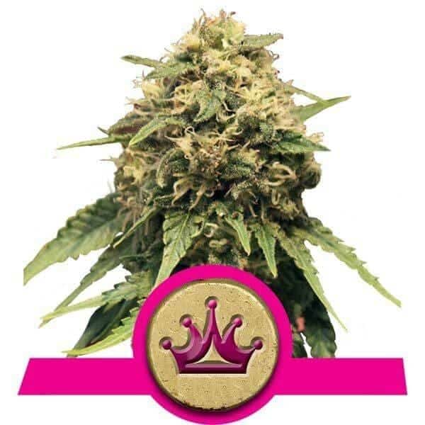 Special Queen #1