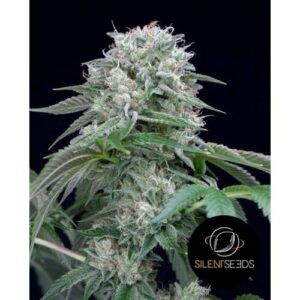 Starfire OG