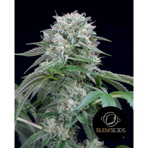 Starfire OG