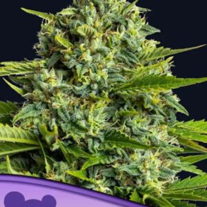 Sticky Boof