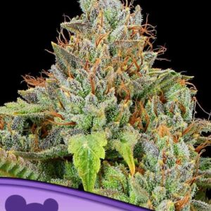 Sticky Boof Auto