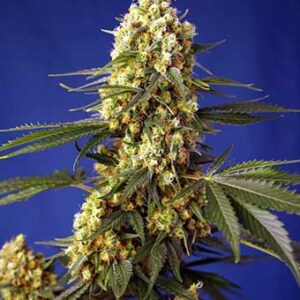 strawberry-banana-gelato-xl-auto Strawberry Banana Gelato XL Auto