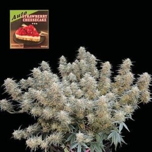 Strawberry Cheesecake Auto