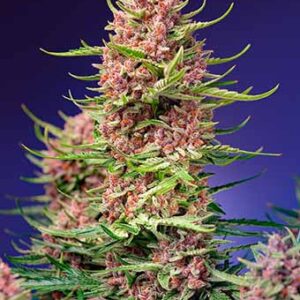 Strawberry Cola Sherbet F1 Fast Version