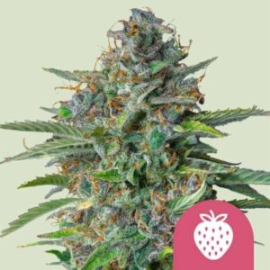 Strawberry Cough RQS