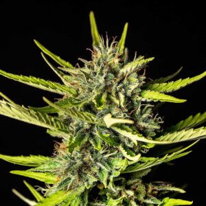 Strawberry Haze Auto