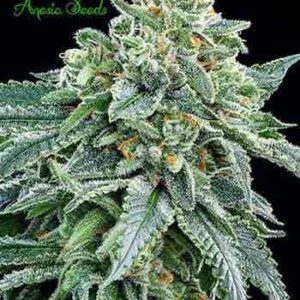 Strawberry Tree