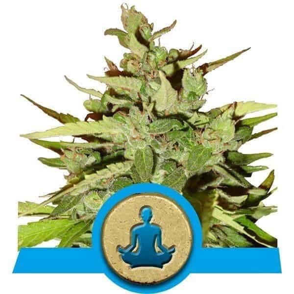Stress Killer CBD Auto