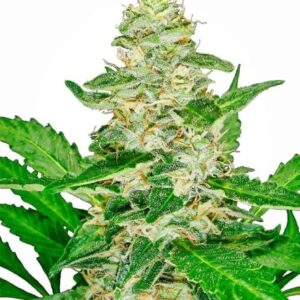 Super Skunk Automatic