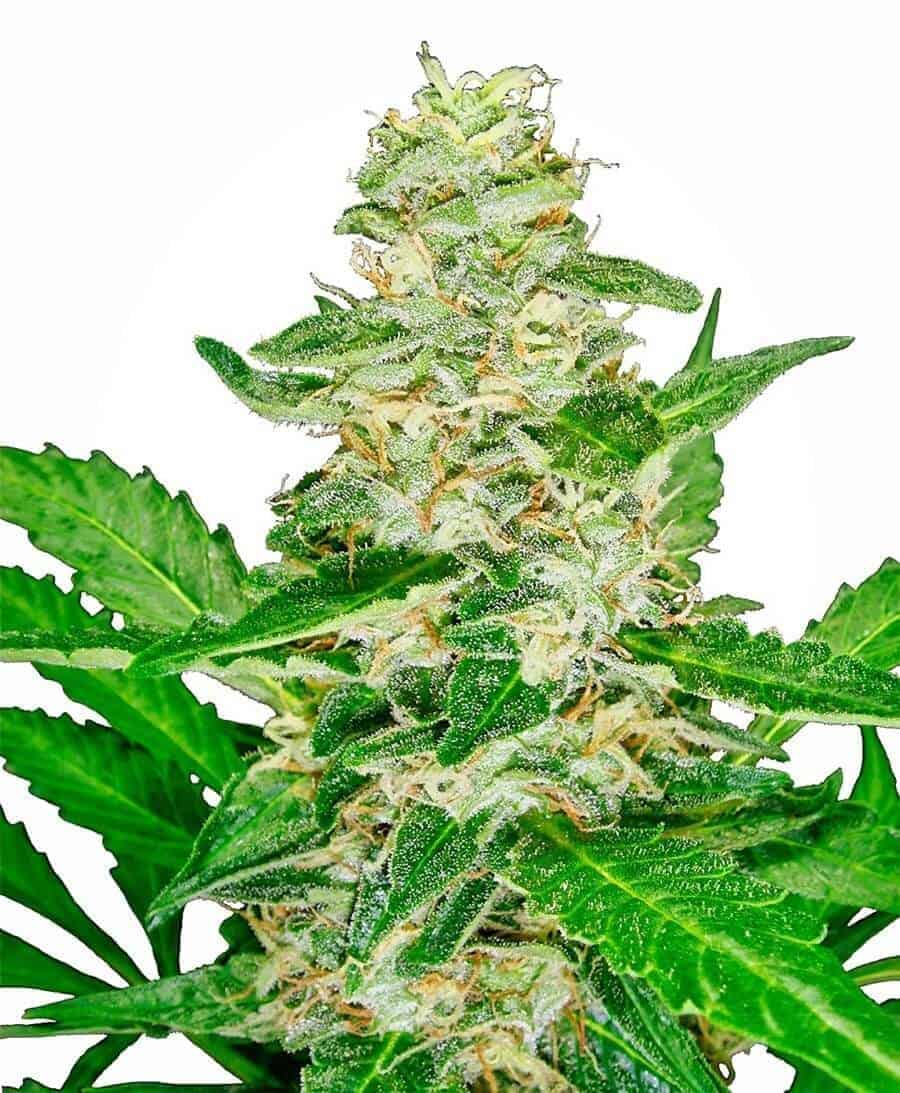 Super Skunk Automatic