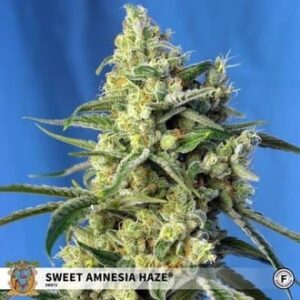 sweet-amnesia-haze Sweet Amnesia Haze
