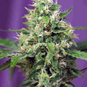 sweet-amnesia-haze-xl-auto Sweet Amnesia Haze XL Auto