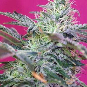Sweet Cheese Auto