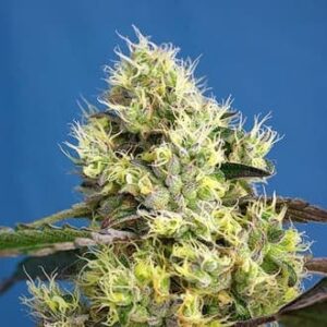 Sweet Gelato Auto