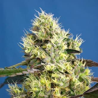Sweet Gelato Auto
