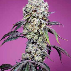 sweet-mandarine-zkittlez-f1-fast-version Sweet Mandarine Zkittlez F1 Fast Version