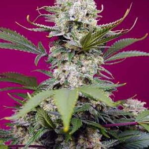 sweet-mandarine-zkittlez-xl-auto Sweet Mandarine Zkittlez XL Auto