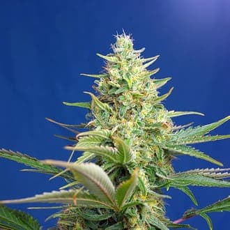 Sweet Pure Auto CBD