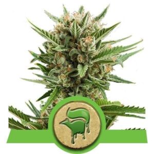 Sweet Skunk Automatic