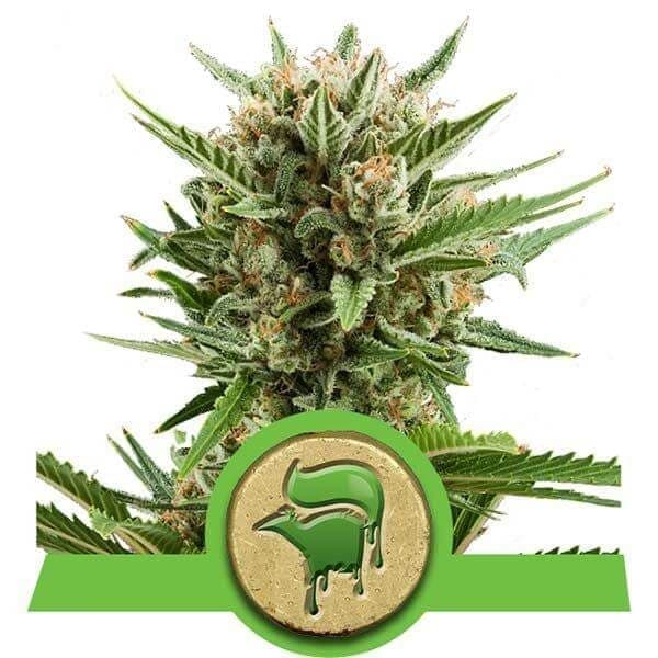 Sweet Skunk Automatic