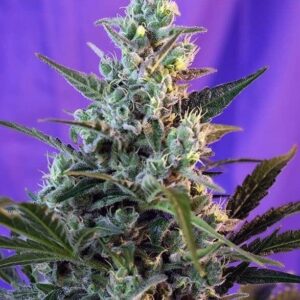 Sweet Skunk F1 Fast Version