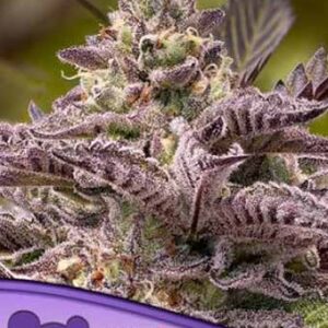 Tahiti Vibez Auto