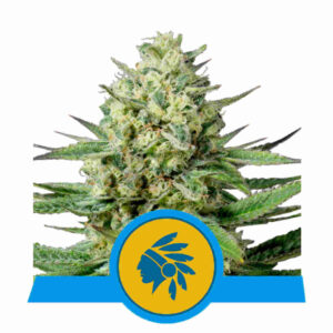Tatanka Pure CBD