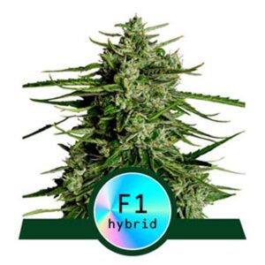 Titan F1 Auto