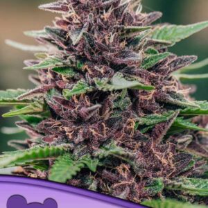 Toffee Pudding Auto