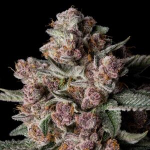 Tropical Jam