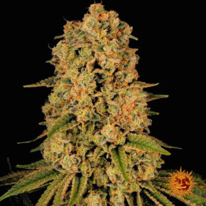Tropicanna Banana