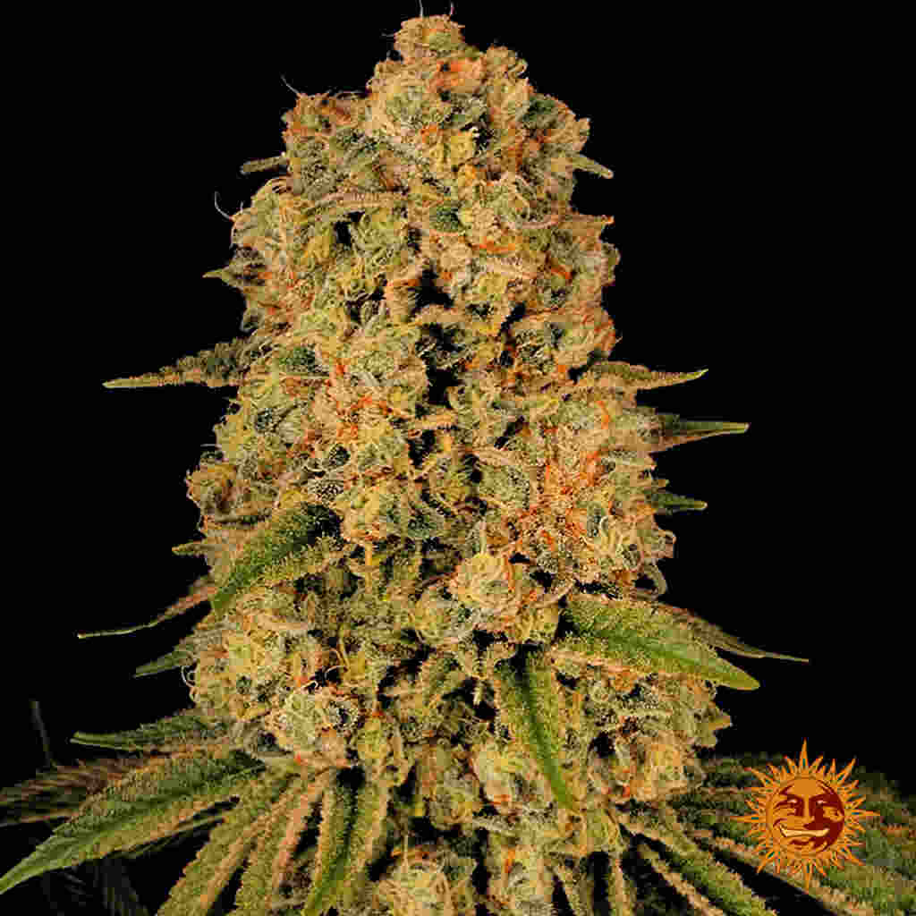 Tropicanna Banana