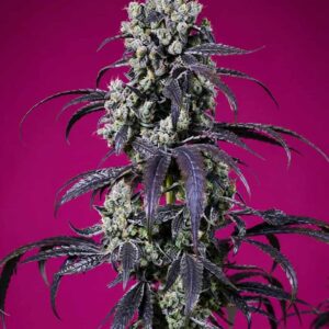 Tropicanna Cherry XL Auto
