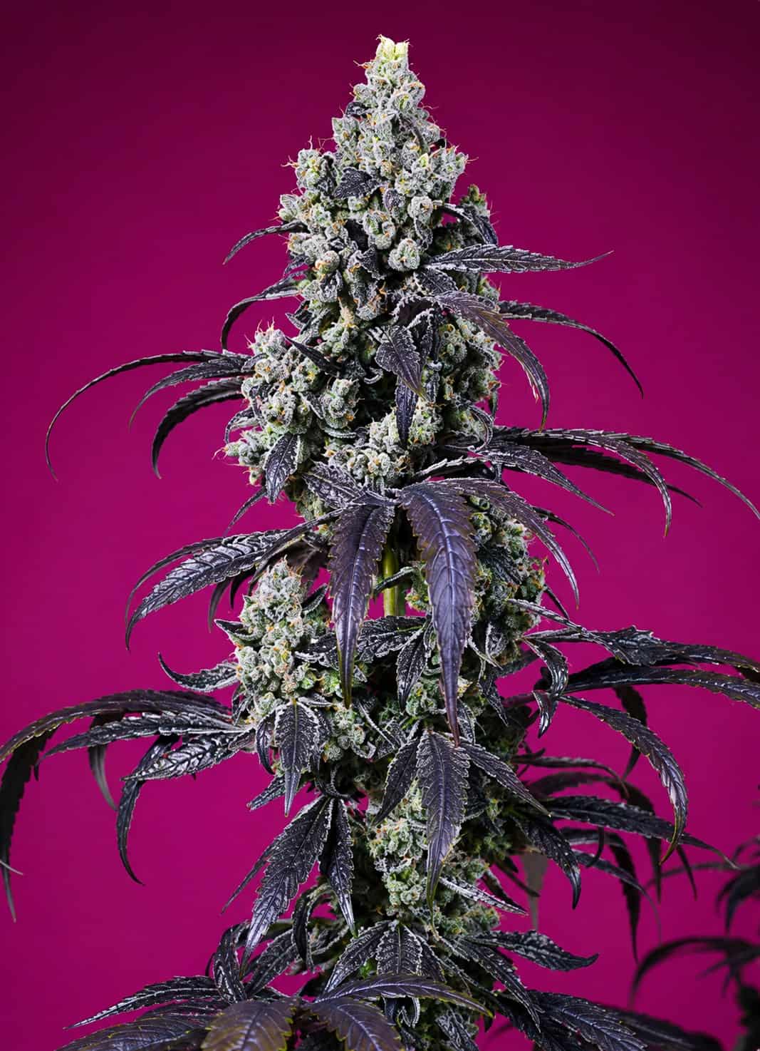 Tropicanna Cherry XL Auto